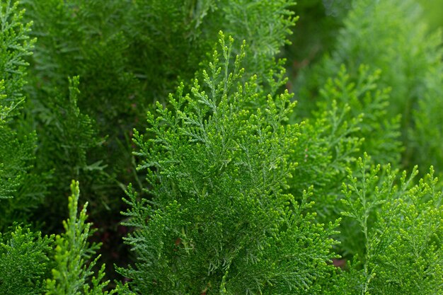 Primo piano verde delle piante fresche per lo sfondo