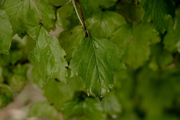 Primo piano verde foglia bagnata con gocce di pioggia Sfondo naturale di foglie verdi