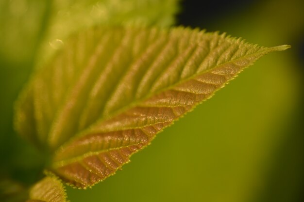 primo piano verde foglia