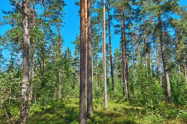 Primo piano verticale dei tronchi di albero contro il cielo blu