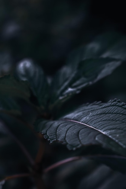 Primo piano verticale di foglie verdi su uno sfondo sfocato