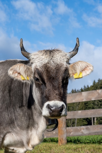 Primo piano verticale di una mucca in una fattoria che fissa la telecamera