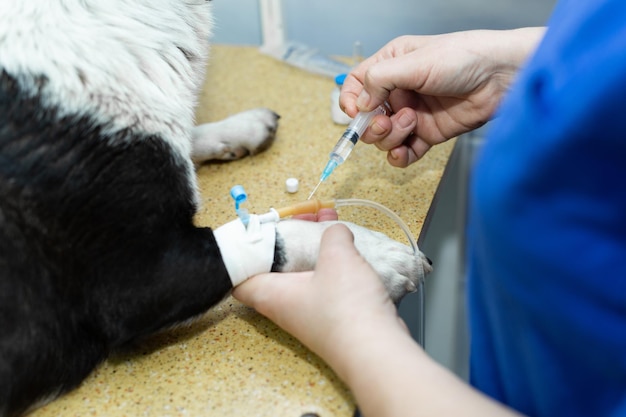 Primo piano veterinario che fa un'iniezione a un cane in ospedale