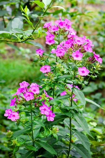 Primo piano viola del Phlox del giardino sulla superficie verde del fogliame