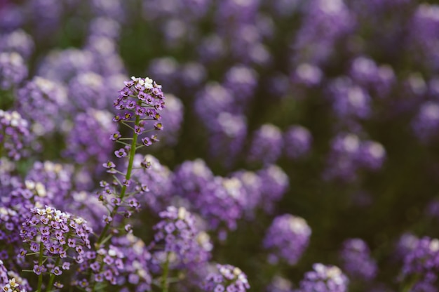 Primo piano viola dell'alyssum