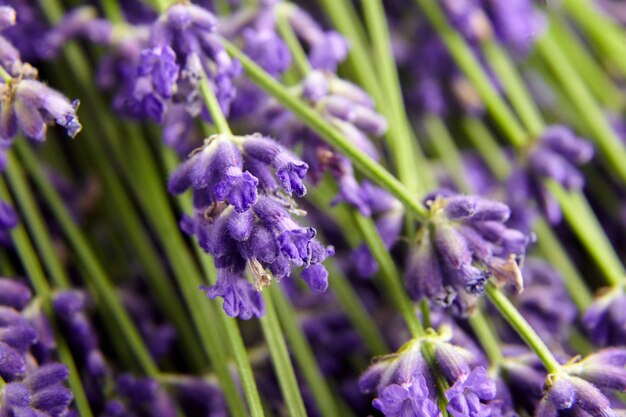 Primo piano viola fresco dei fiori della lavanda