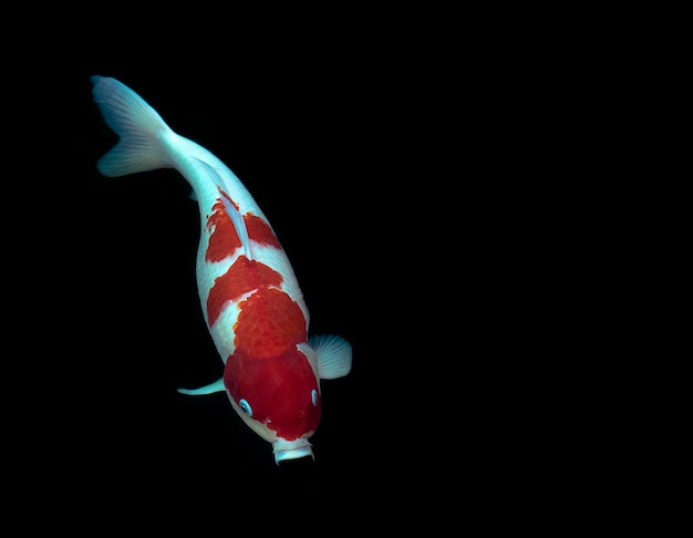 Primo piano vista dall'alto Pesce Koi su sfondo nero