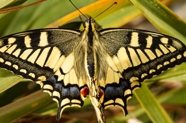 Primo piano vista del bellissimo insetto farfalla Swallowtail (Papilio machaon).