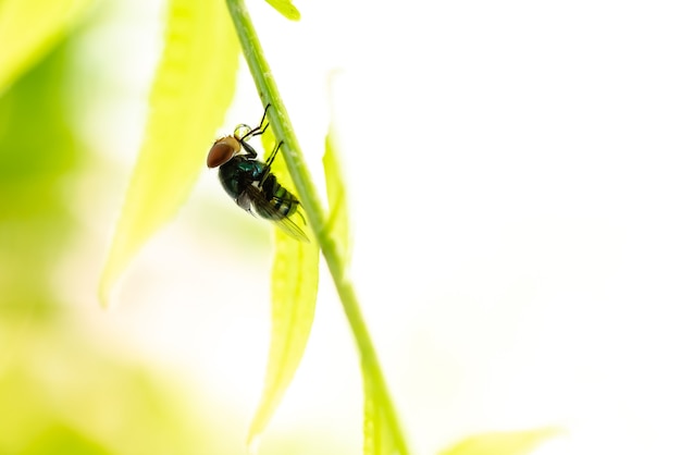 Primo piano: vista della natura della mosca sui ramoscelli con spazio di copia per l'utilizzo come sfondo di ecologia naturale, foto macro di insetti