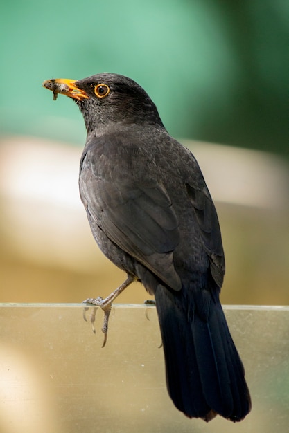 Primo piano vista di un merlo comune (turdus merula).