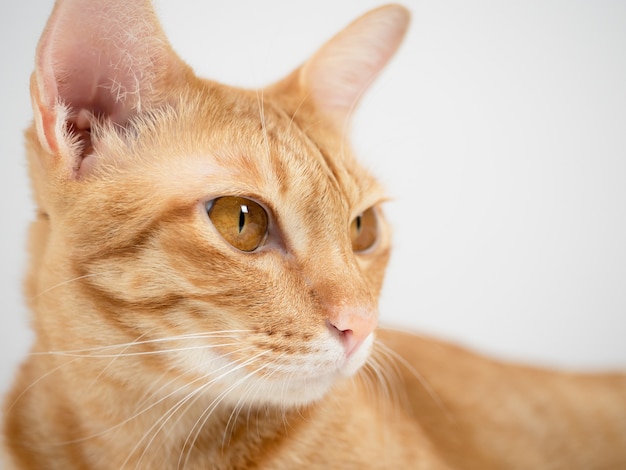 Primo piano volto di gatto domestico occhi grandi ritratto di colore giallo