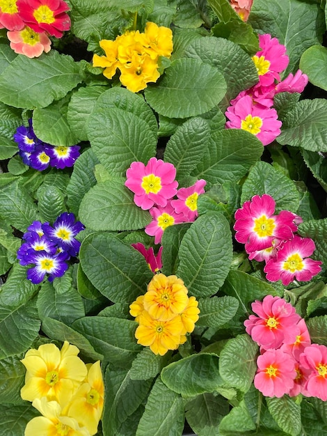 primrose multicolori Primula vulgari sfondo verticale