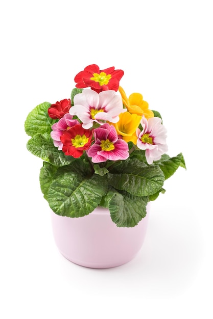 Primula colorata in vaso di ceramica