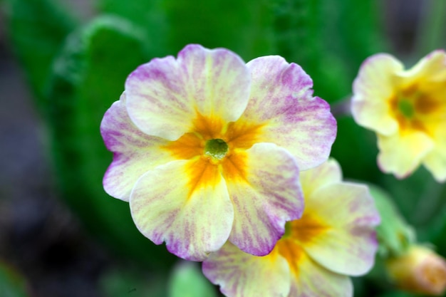 Primula del giardino Primo piano della fotografia macro della foto floreale dei fiori di primavera