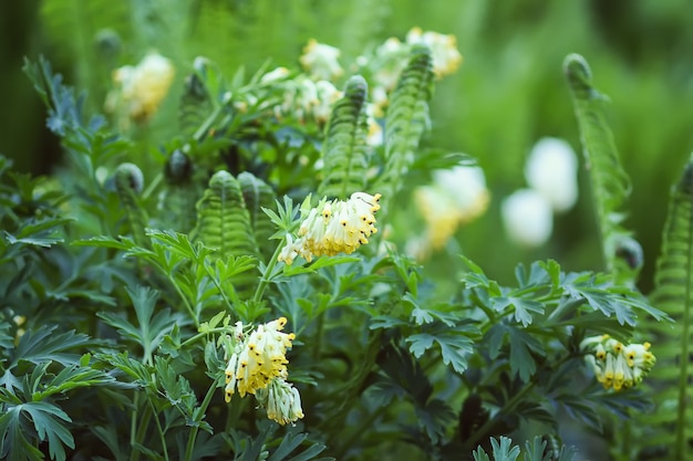 Primula fiori gialli nel parco di primavera.