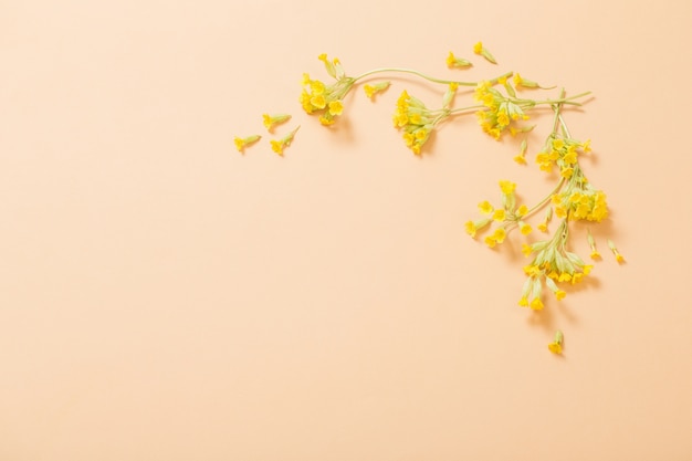 Primula gialla su carta arancione