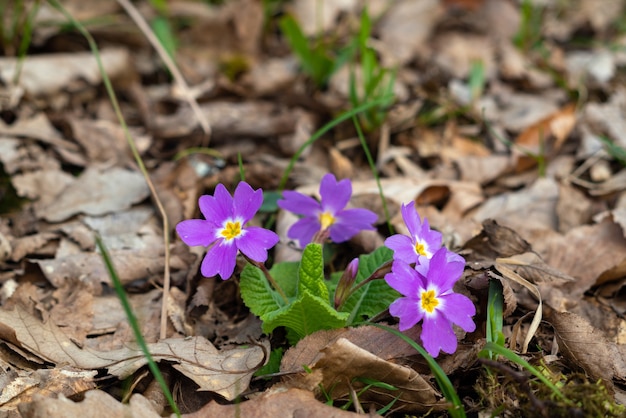 Primula in fiore nella foresta