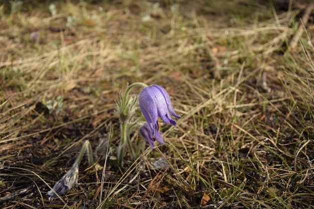 Primula lilla nella foresta sullo sfondo di aghi di pino secco e pigne villaggio di Skripino Ulyanovsk Russia