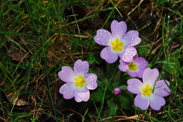 Primula lilla