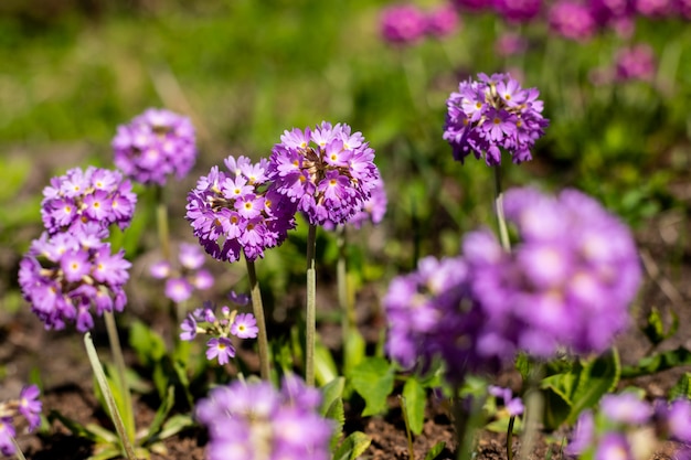 Primula Primula con fiori viola. Giardino o parco di fioritura floreale naturale d'ispirazione della primavera o di estate nell'ambito di luce solare morbida e del fondo vago del bokeh. Paesaggio di fioritura variopinta della natura di ecologia