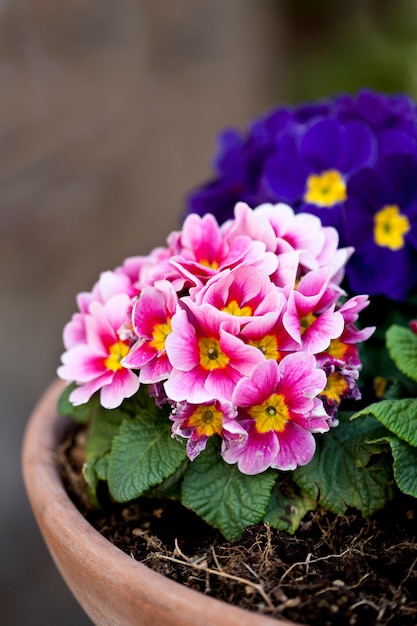 Primula rosa e fiori in vaso blu.