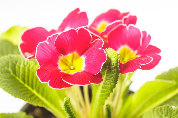 Primula rossa fiori con foglie da vicino