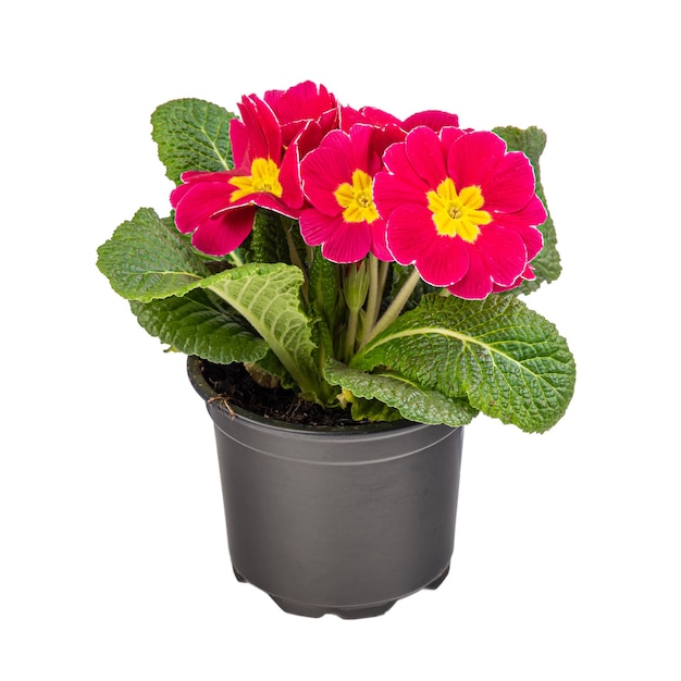 Primula rossa in fiore