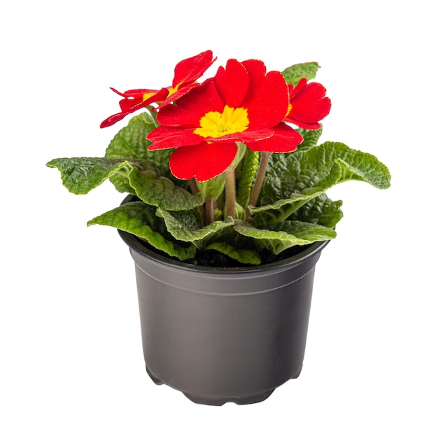 Primula rossa in vaso o primula