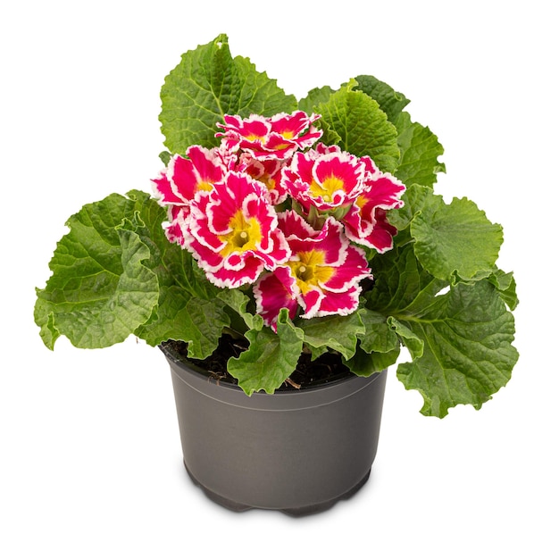 Primula rossa sbocciante