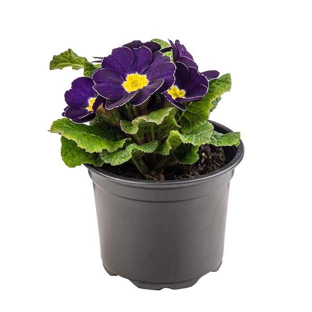 Primula viola scuro in vaso