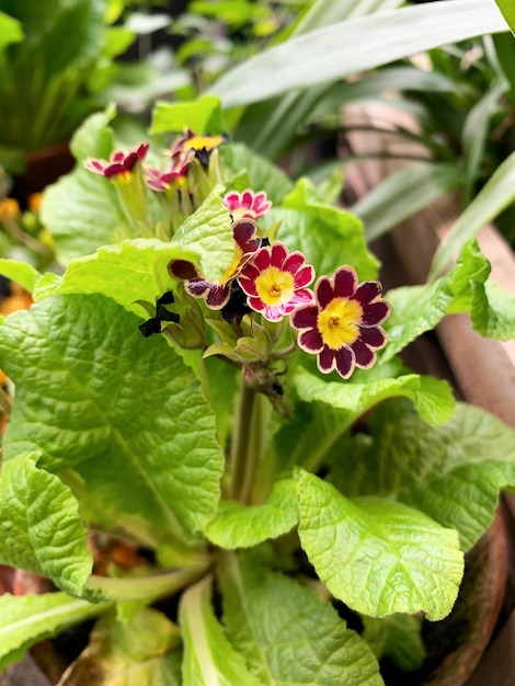 Primula vittoriana merlettata erbacea perenne pizzi d'oro rosso piante formano grappoli terminali sopra la rosa