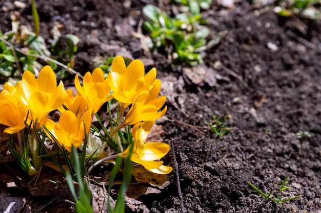 Primule primaverili Crochi in fiore in un prato Crochi come simbolo della primavera Croco giallo in fiore La famiglia degli IrisPrimi fiori primaverili che sbocciano in prestito