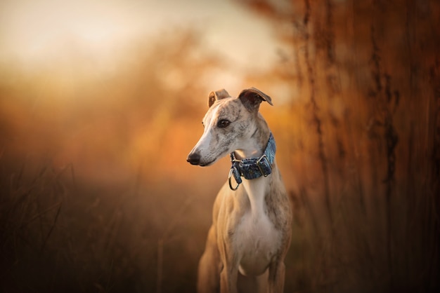 Principessa Whippet in un tramonto giallo