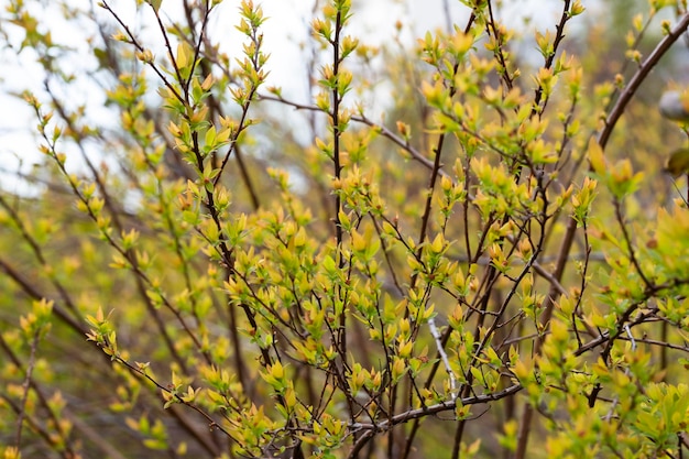 Pring ramoscelli primaverili sottili con giovani germogli di alberi freschi