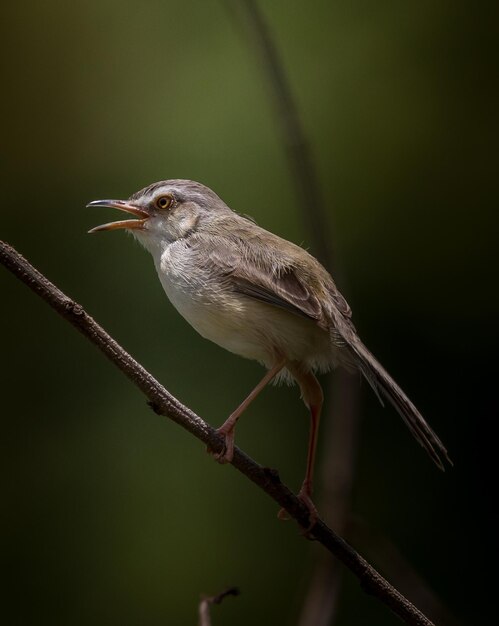 Prinia dal sopracciglio bianco sul ramo secco