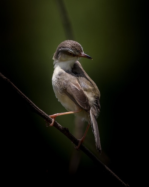 Prinia dal sopracciglio bianco sul ramo secco