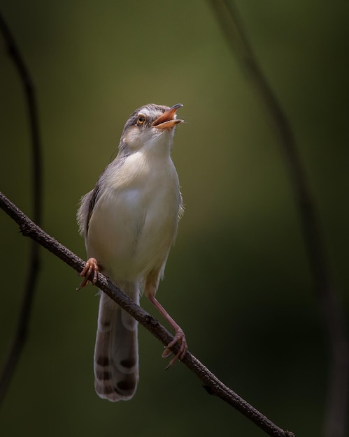 Prinia dal sopracciglio bianco sul ramo secco