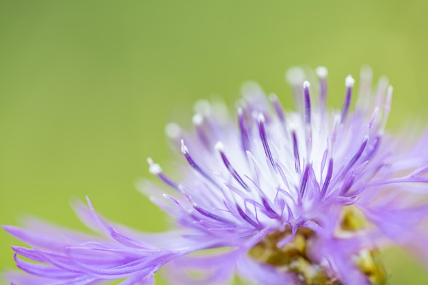 Priorità bassa a macroistruzione del fiore viola. Primo piano della natura floreale di autunno, fondo fantastico di sogno idilliaco