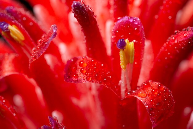 Priorità bassa a macroistruzione, gocce di acqua sui fiori dentellare