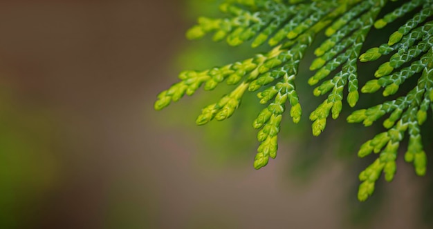 Priorità bassa a macroistruzione verde della filiale del thuja