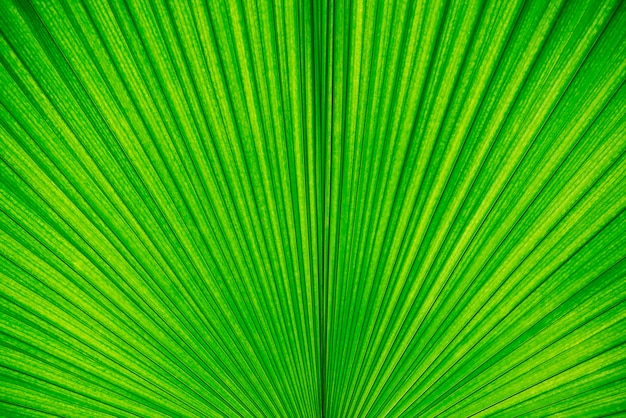 Priorità bassa astratta da struttura di foglia di palma verde. Carta da parati e sfondo natura.