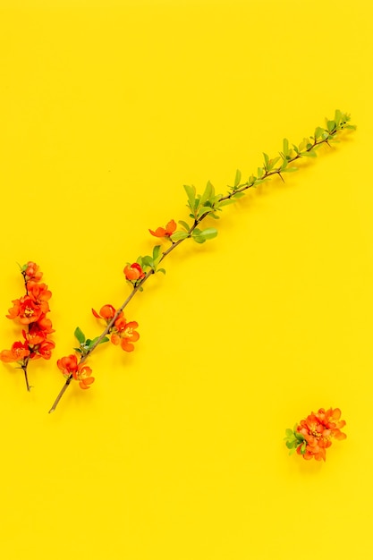 Priorità bassa astratta della sorgente. Ramo di mela cotogna giapponese in fiore su sfondo giallo. Chaenomeles japonica. Disposizione piana, vista dall'alto. Composizione di fiori primaverili.