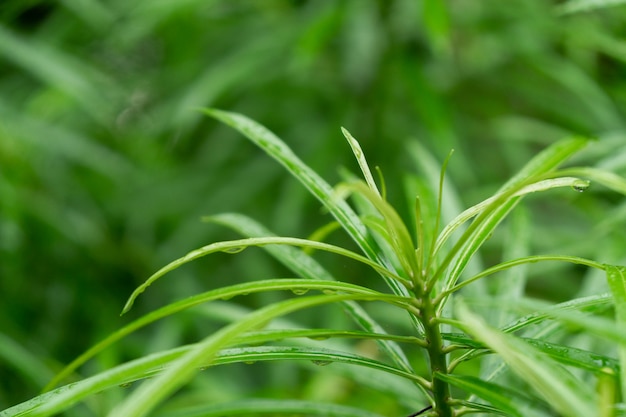 Priorità bassa bagnata della natura delle foglie verdi.