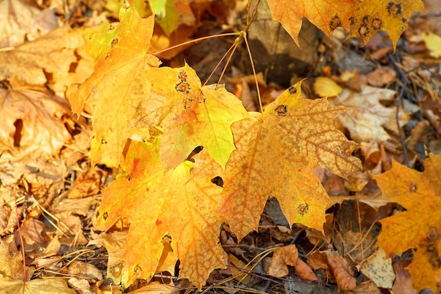 Priorità bassa dalle foglie di acero gialle di autunno.