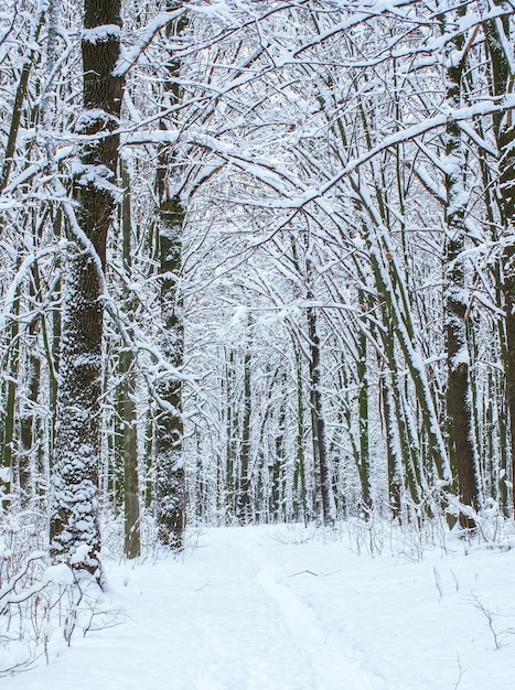 Priorità bassa degli alberi innevati di inverno