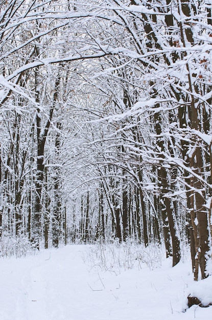 Priorità bassa degli alberi innevati di inverno