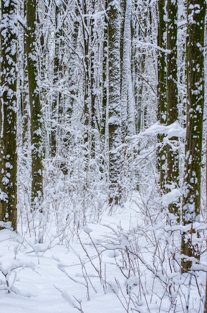 Priorità bassa degli alberi innevati di inverno