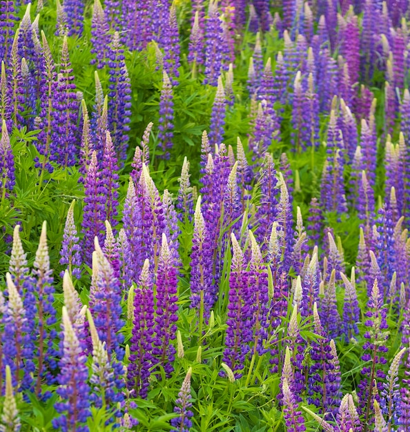 Priorità bassa dei fiori viola viola del lupino sul campo