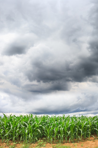 Priorità bassa del campo di grano verde