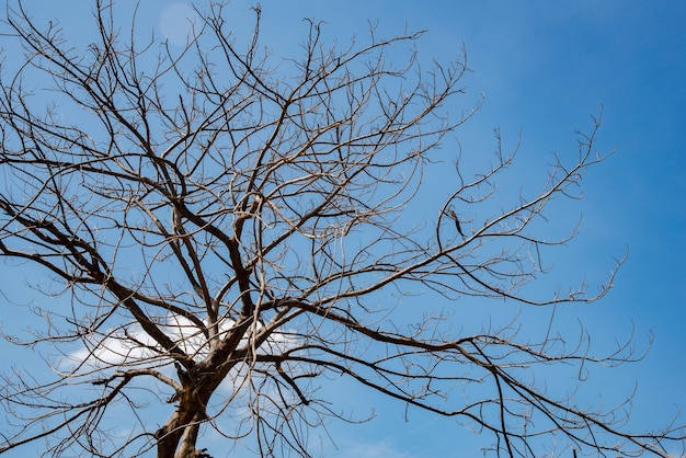 Priorità bassa del cielo albero secco